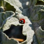 Pest Control Singapore – Choose Only the Best in the Industry