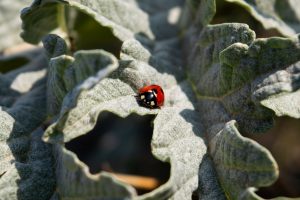 Pest Control Singapore