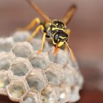 Information about Pest Control Services in Singapore