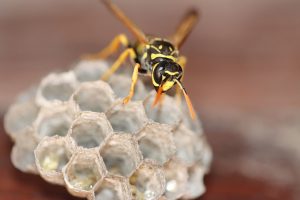 Pest Control Services in Singapore
